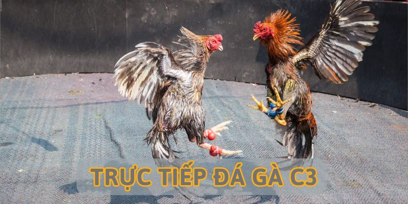 Trực Tiếp Đá Gà C3